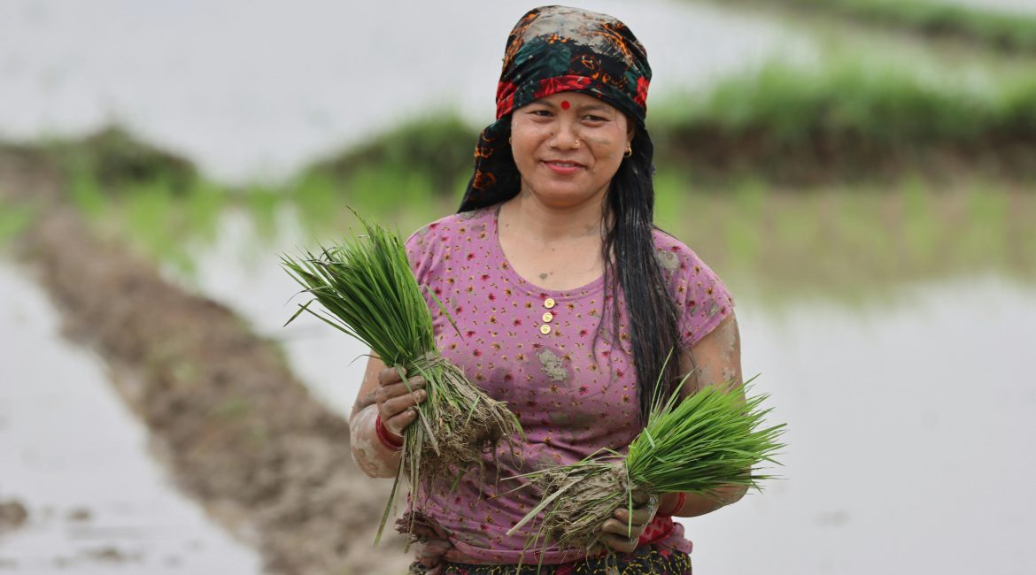 A Nepali woman farmer smiling while holding rice seedlings in a muddy paddy field